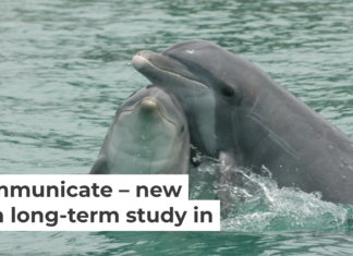 Bottlenose dolphins are social creatures that use whistles and clicks to communicate with each other. Brookfield Zoo Chicago's Sarasota Dolphin Research Program, taken under NMFS MMPA Scientific Research Permit